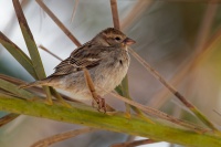 Vrabec pokrovni - Passer hispaniolensis - Spanish Sparrow o9988